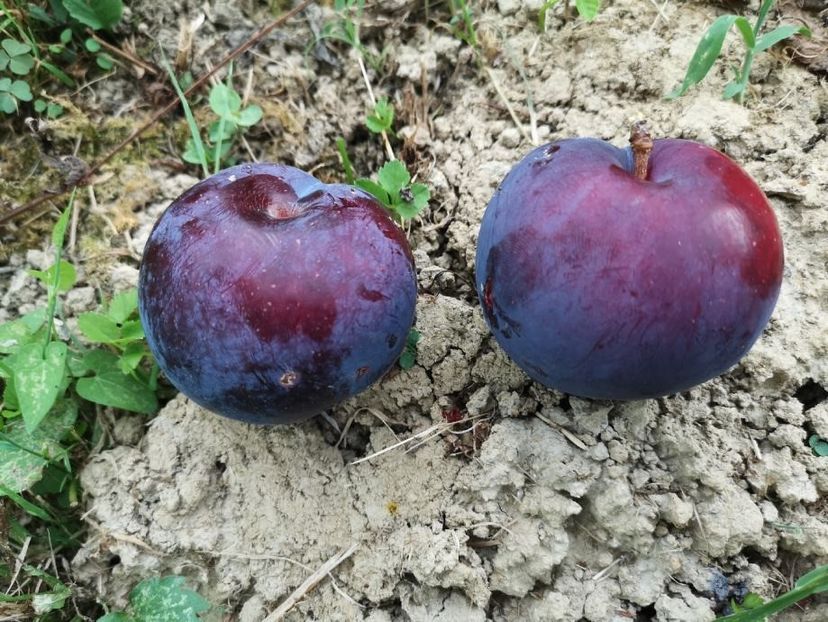 prun japonez3 - PRUNUL JAPONEZ Fortune