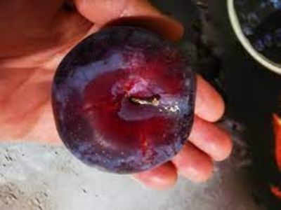 prun japonez1 - PRUNUL JAPONEZ Fortune