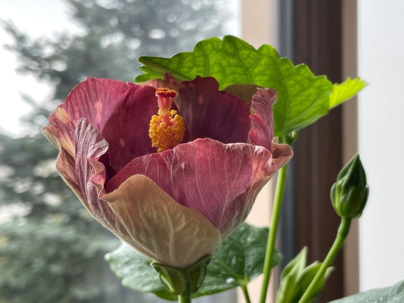  - Luv -Posog- Memories