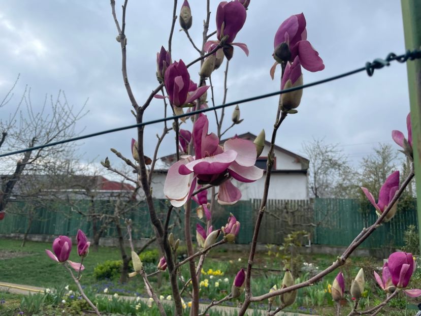  - 0005 - Gradina - 2025