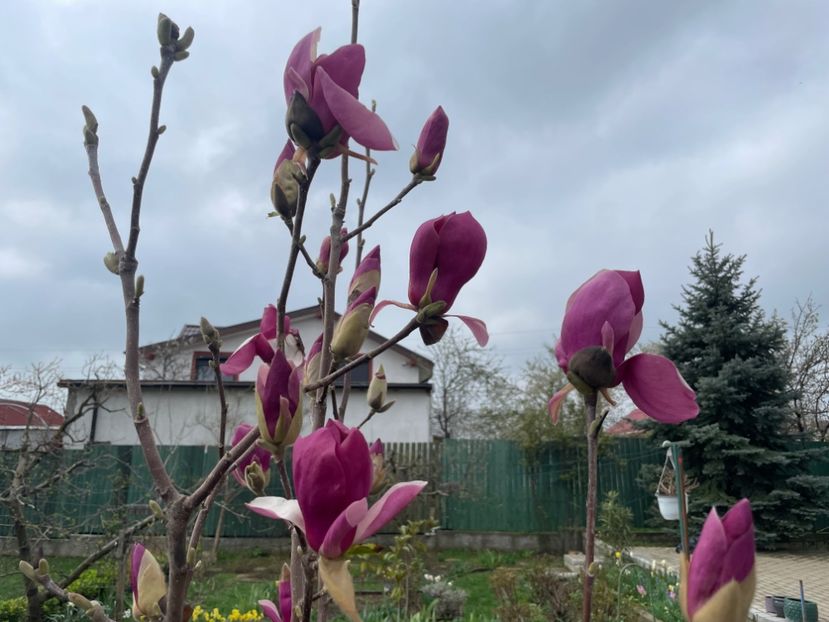  - 0005 - Gradina - 2025