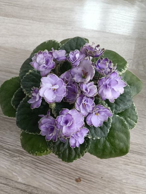  - BUCKEYE SAUCY IRISH