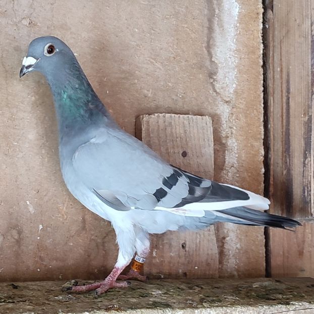 Femela 24-488 - Vânat list