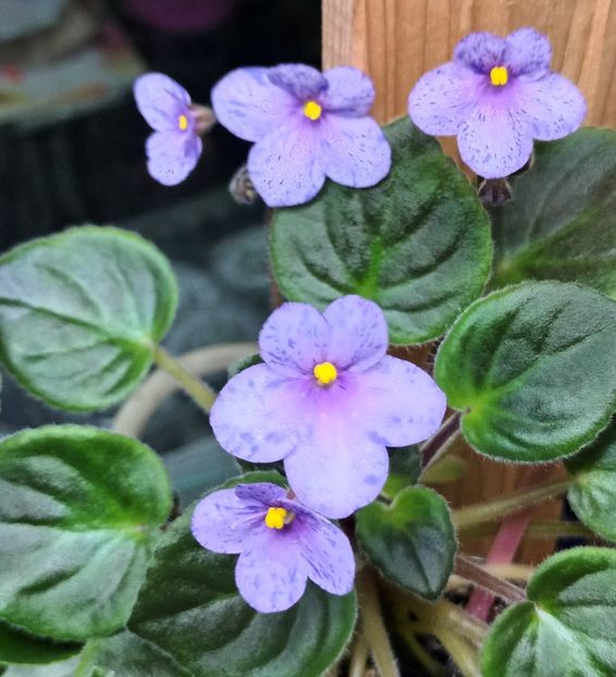  - Coral SparkleTrail