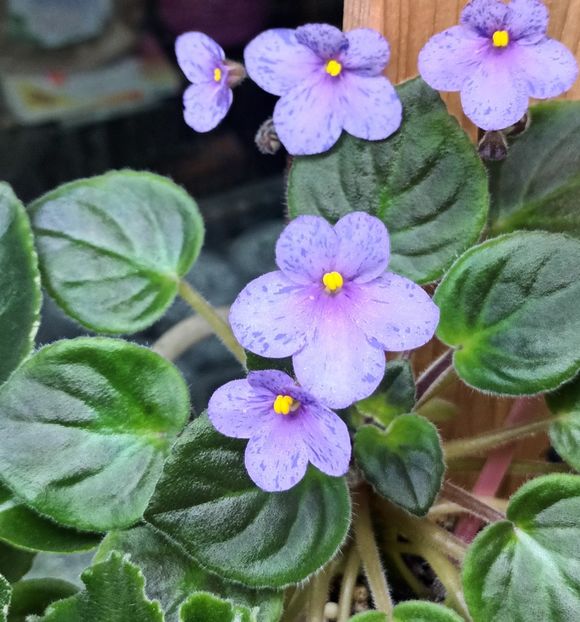  - Coral SparkleTrail