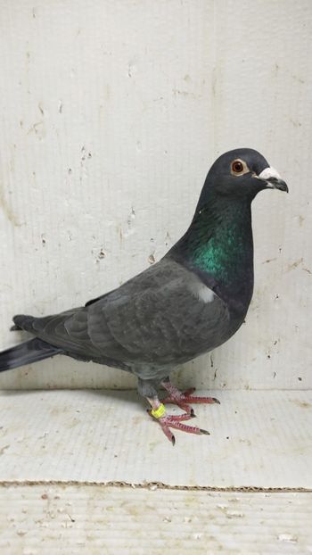  - De vânzare voiajori 3