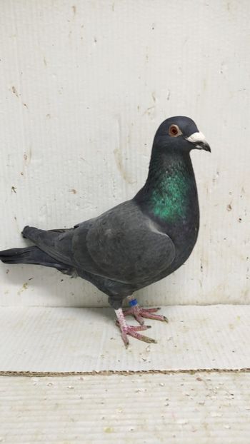  - De vânzare voiajori 3