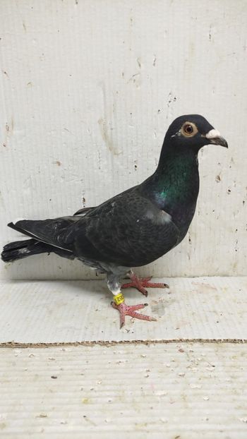  - De vânzare voiajori 3