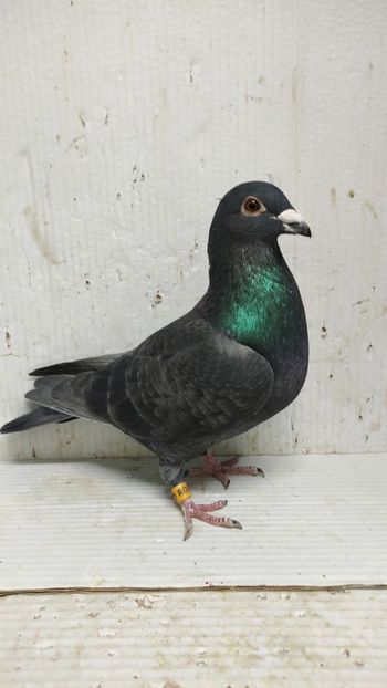  - De vânzare voiajori 3