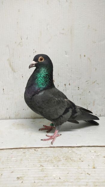  - De vânzare voiajori 3