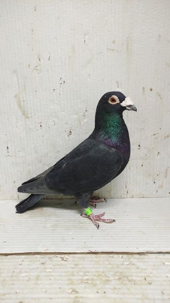  - De vânzare voiajori 3