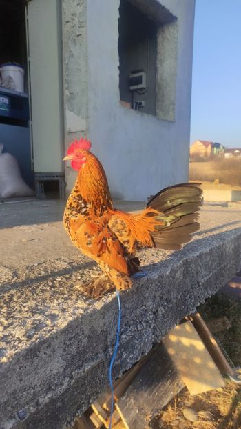  - De vanzare gainuse mi de flori