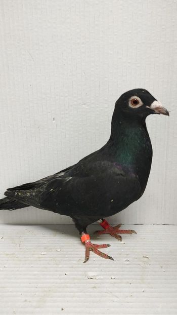  - De vânzare voiajori 3