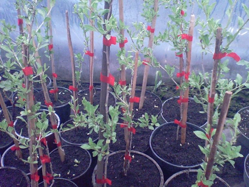 SUNP0001 - arbusti goji