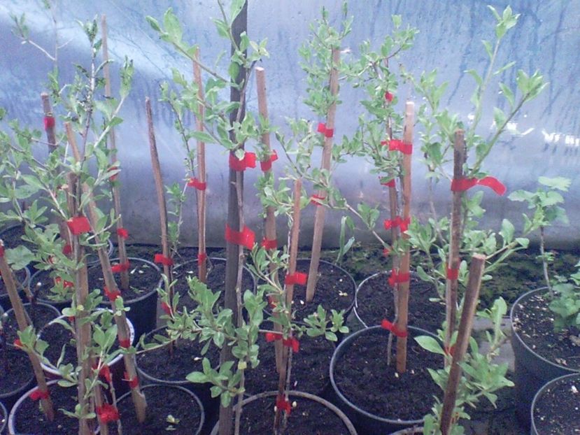 SUNP0002 - arbusti goji