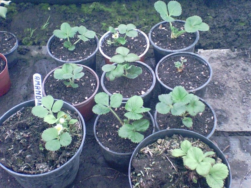 SUNP0003 - capsuni remontante