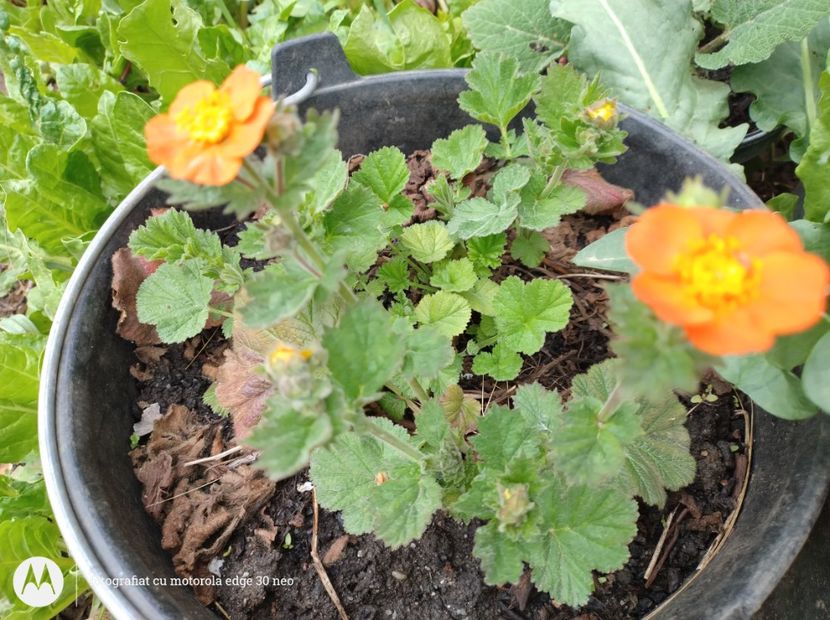  - Flori de gradină-2025