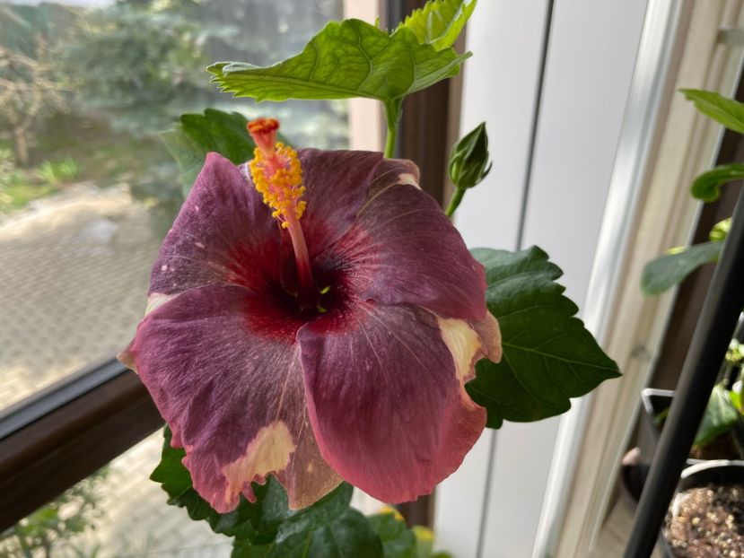  - Luv -Posog- Memories