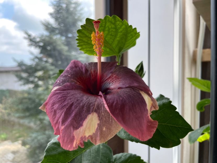  - Luv -Posog- Memories