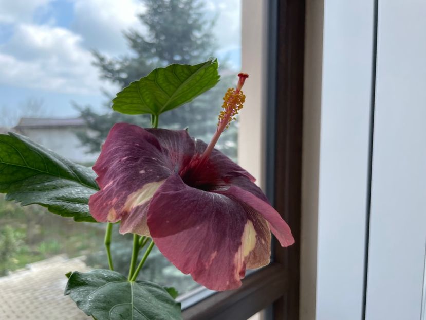  - Luv -Posog- Memories