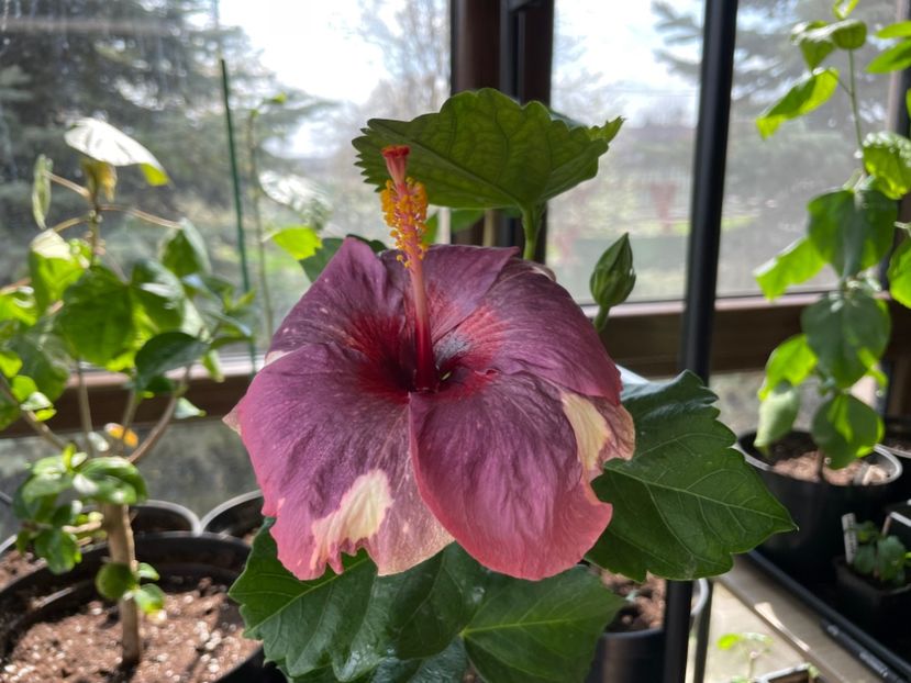  - Luv -Posog- Memories