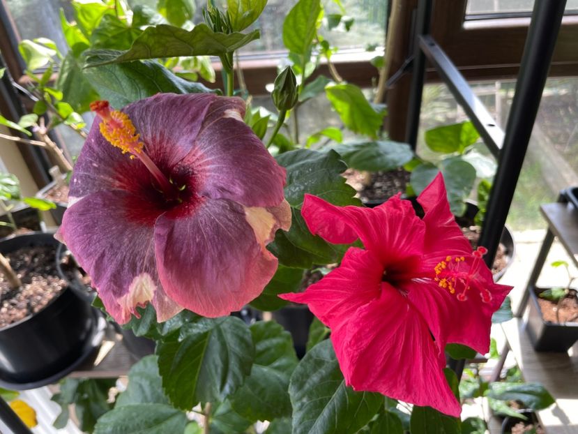  - Luv -Posog- Memories