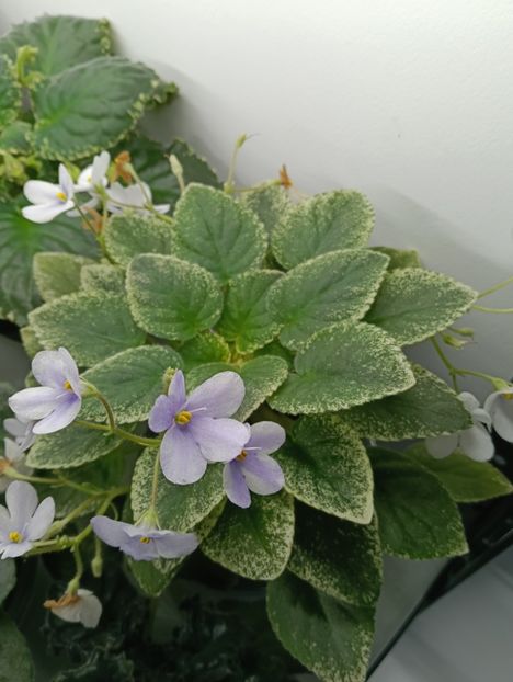  - ALLAN S FALLEN ANGEL