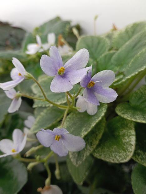  - ALLAN S FALLEN ANGEL