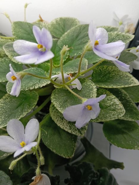  - ALLAN S FALLEN ANGEL