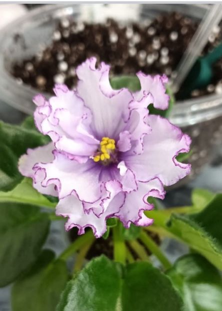  - ALLEN ORGANZA PURPUR