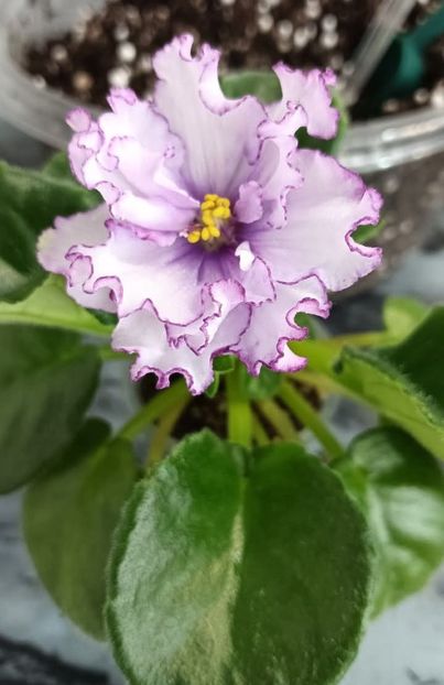  - ALLEN ORGANZA PURPUR