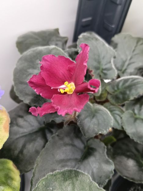  - EK-TAINYI PRIVOROT