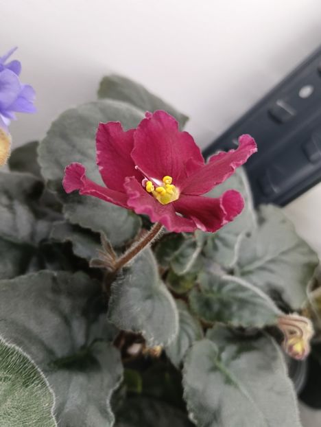  - EK-TAINYI PRIVOROT