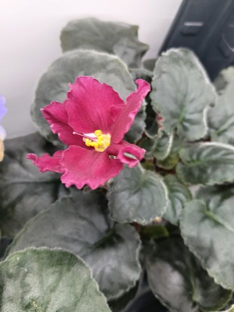  - EK-TAINYI PRIVOROT