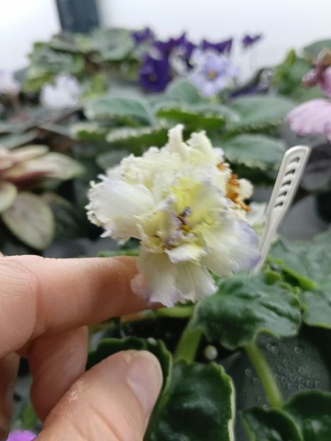  - LE- ZOLOTO NIBELUNGOV