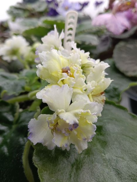  - LE- ZOLOTO NIBELUNGOV