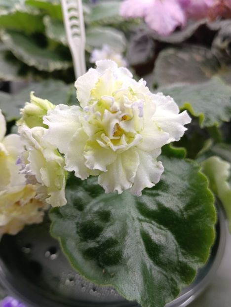  - LE- ZOLOTO NIBELUNGOV