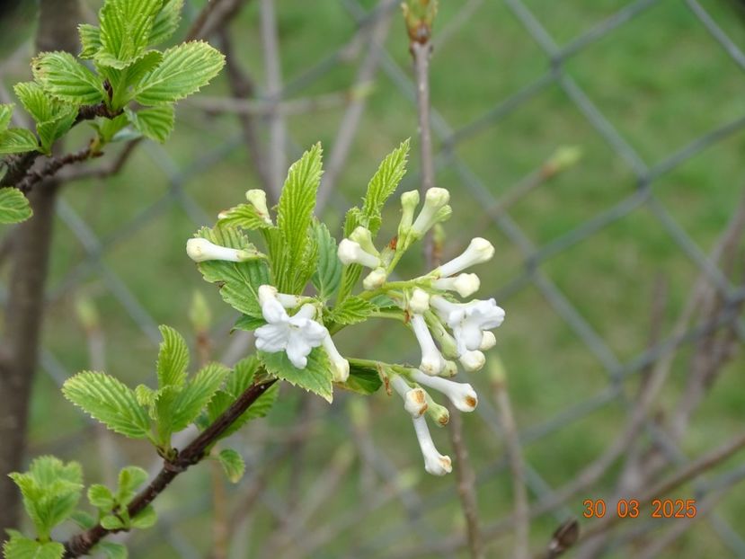 viburnum farreri Candidissimum - z-Dobarland 2025