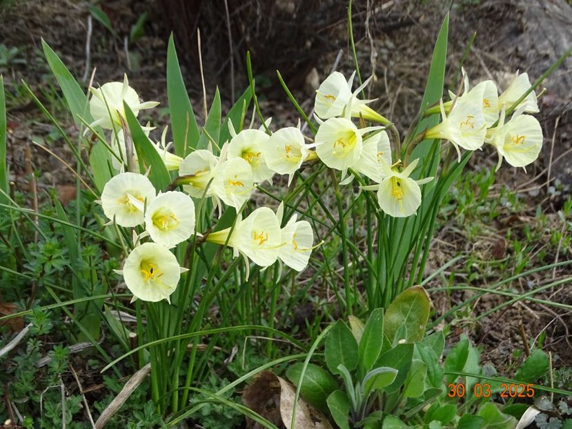 Arctic Bells - z-Dobarland 2025