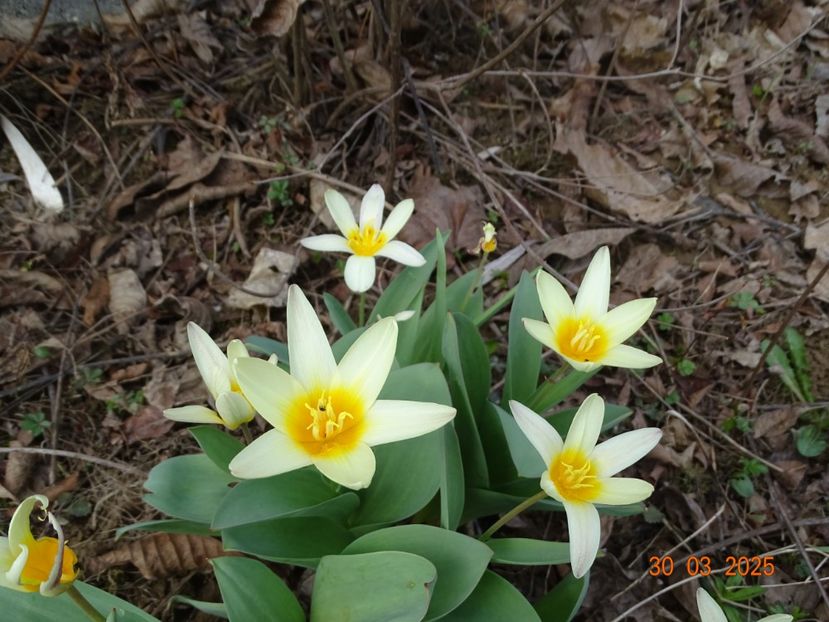 lalele The First - z-Dobarland 2025