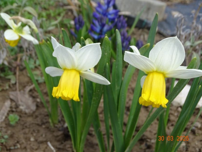 narcise Winter Waltz - z-Dobarland 2025