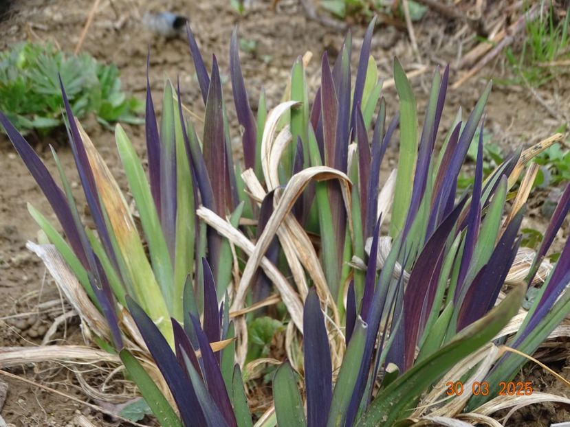 iris versicolor Dark Aura - Irisi 2025 -Dobarland
