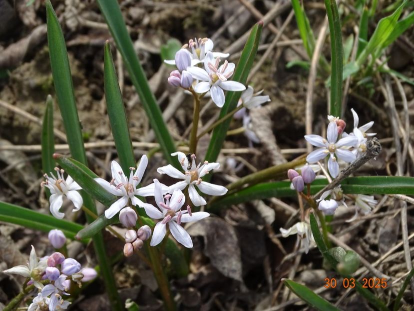 scilla bifolia Rosea - z-Dobarland 2025