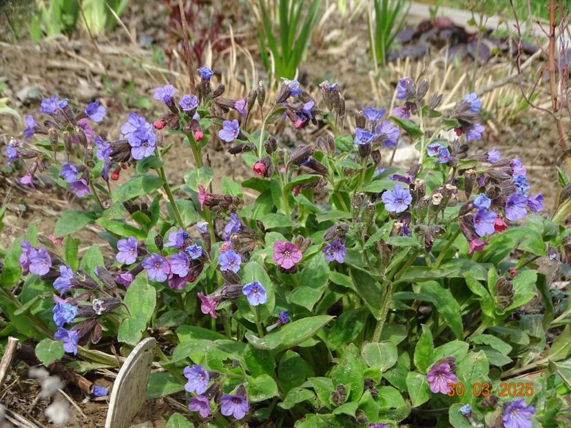 pulmonaria officinalis - z-Dobarland 2025