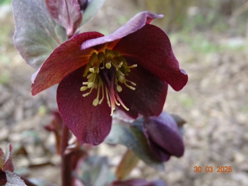 helleborus Star of Passion - z-Dobarland 2025