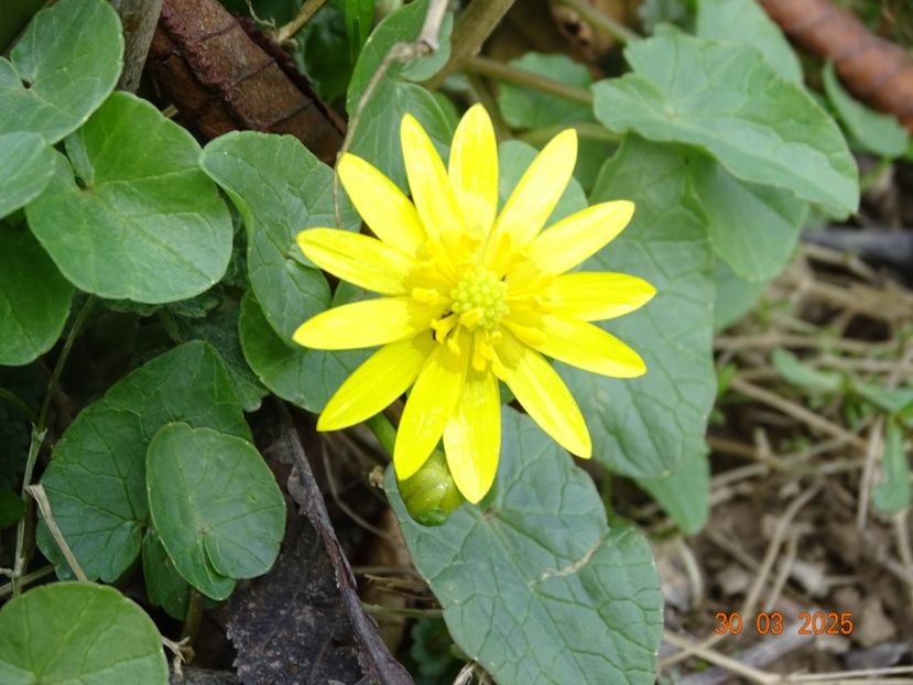 ficaria verna - z-Dobarland 2025