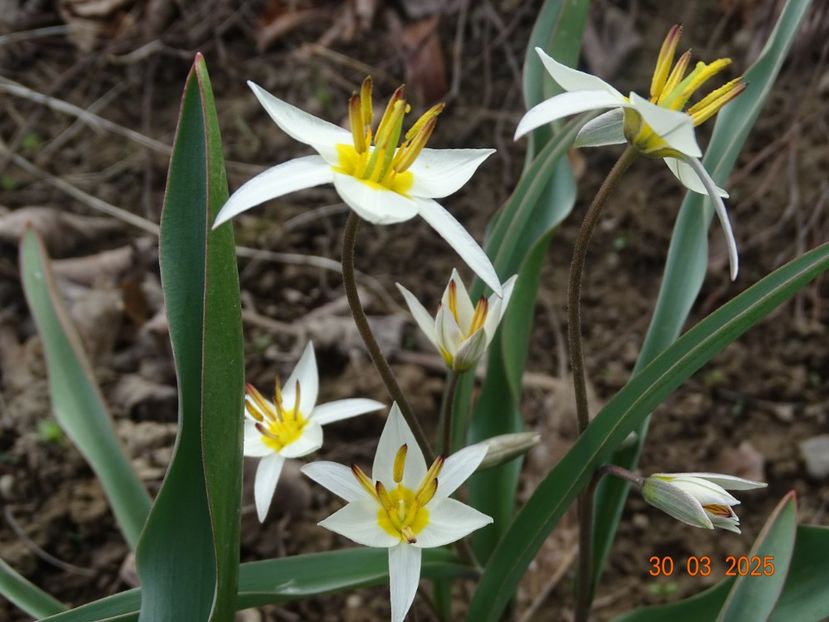 tulipa turkestanica - z-Dobarland 2025