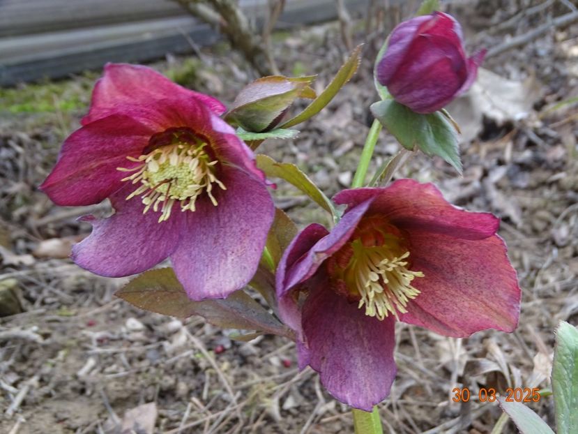 in loc de helleborus Apricot (de la egarden) - z-Dobarland 2025
