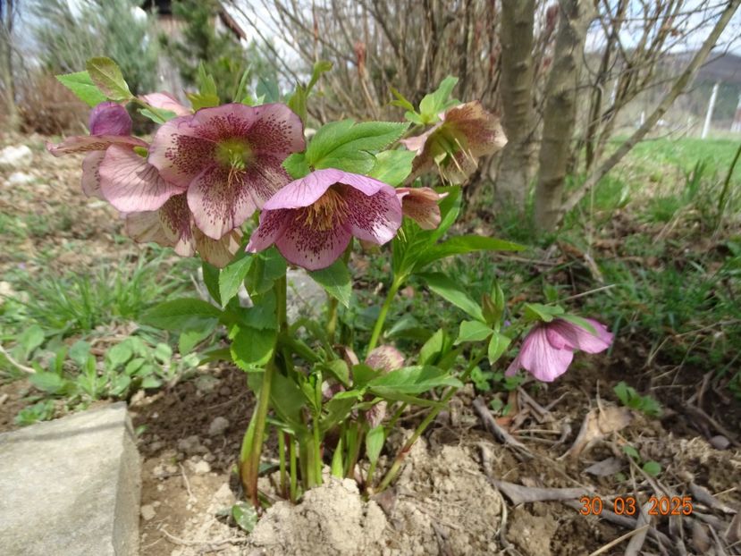 helleborus Celestina Viv - z-Dobarland 2025