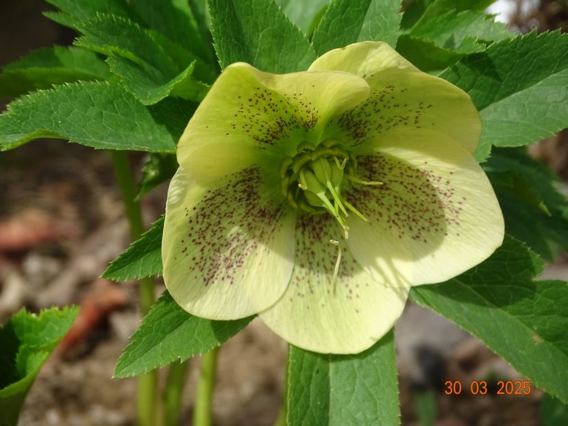 helleborus Maeva Viv - z-Dobarland 2025